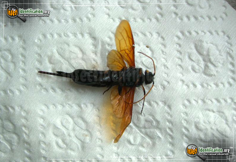 Full-sized image of the Horntail-Wasp