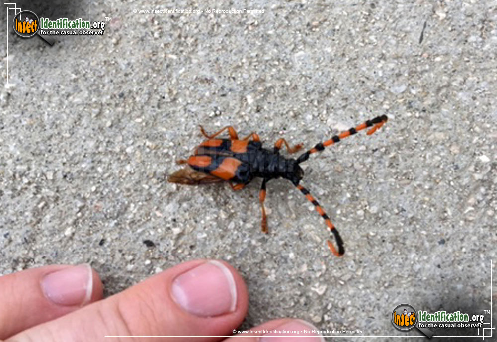 Full-sized image of the Horse-Bean-Longhorn-Beetle