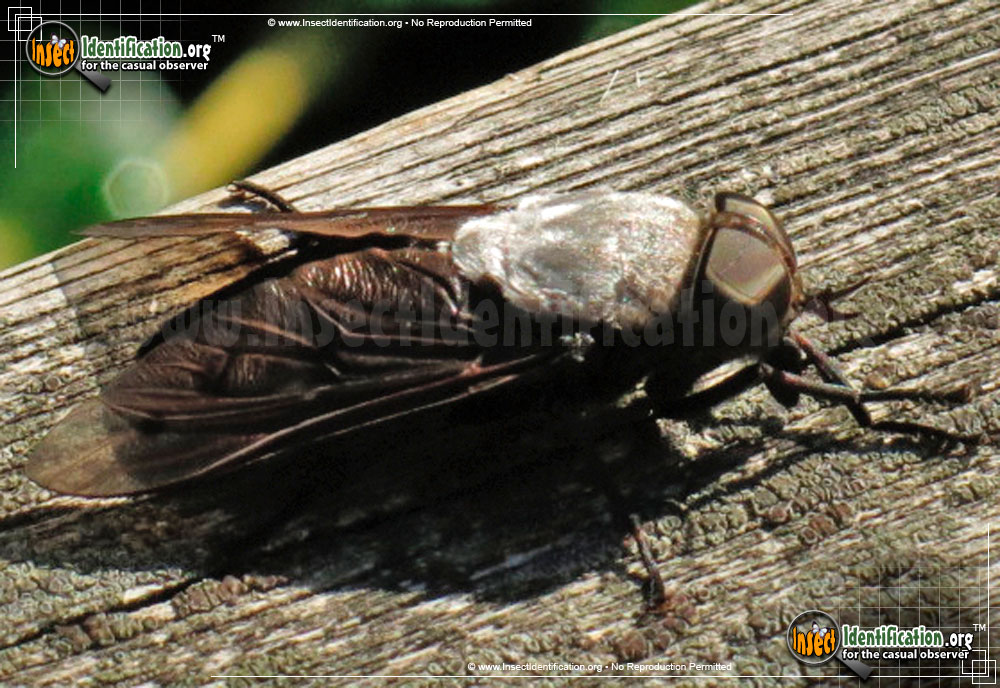 Full-sized image of the Horse-Fly