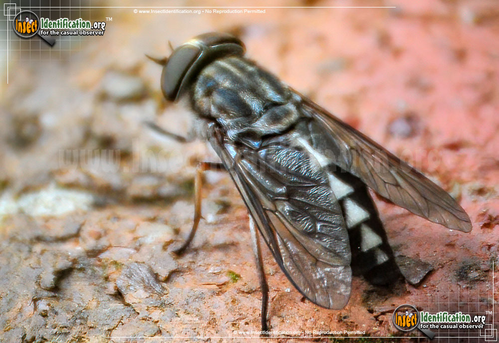 Full-sized image of the Horse-Fly