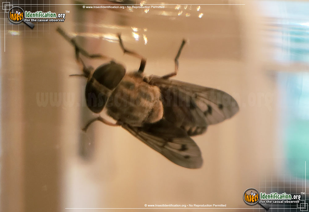 Full-sized image #5 of the Horse-Fly