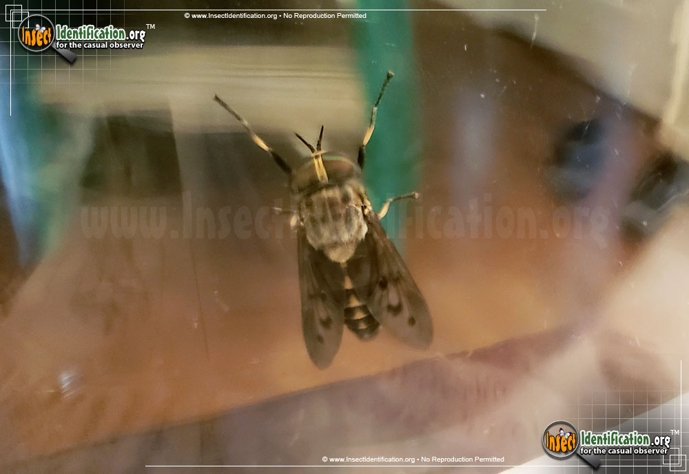 Full-sized image #6 of the Horse-Fly
