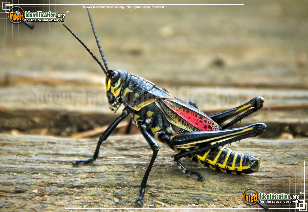 Full-sized image of the Horse-Lubber-Grasshopper