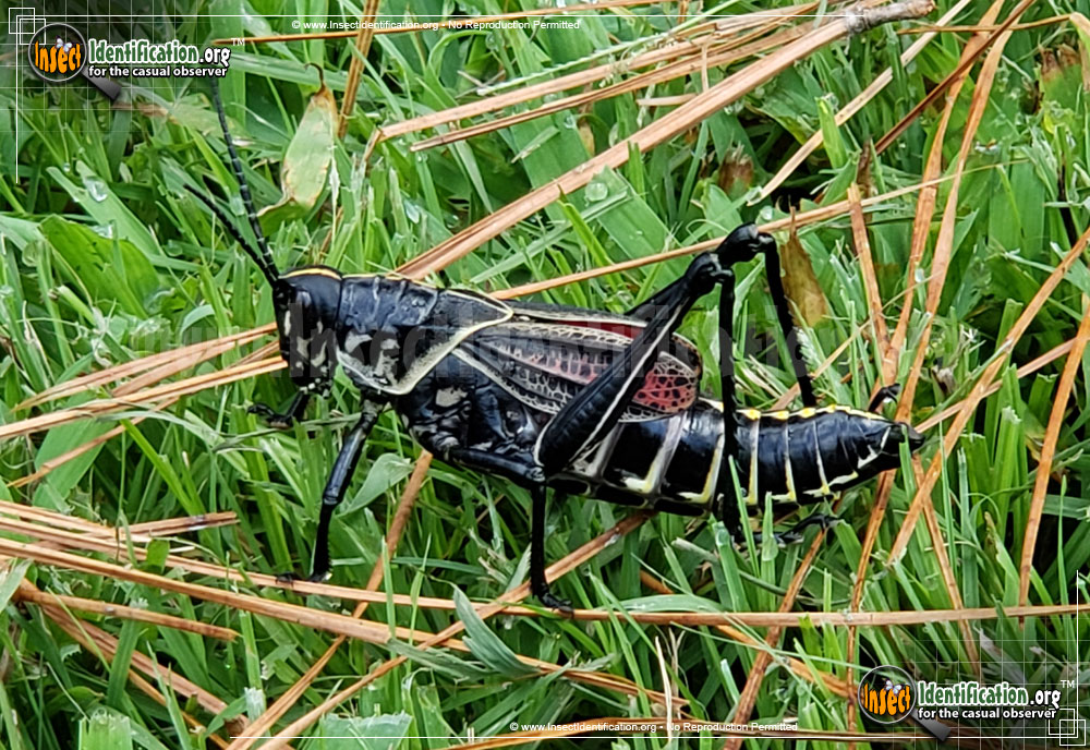 Full-sized image #3 of the Horse-Lubber-Grasshopper