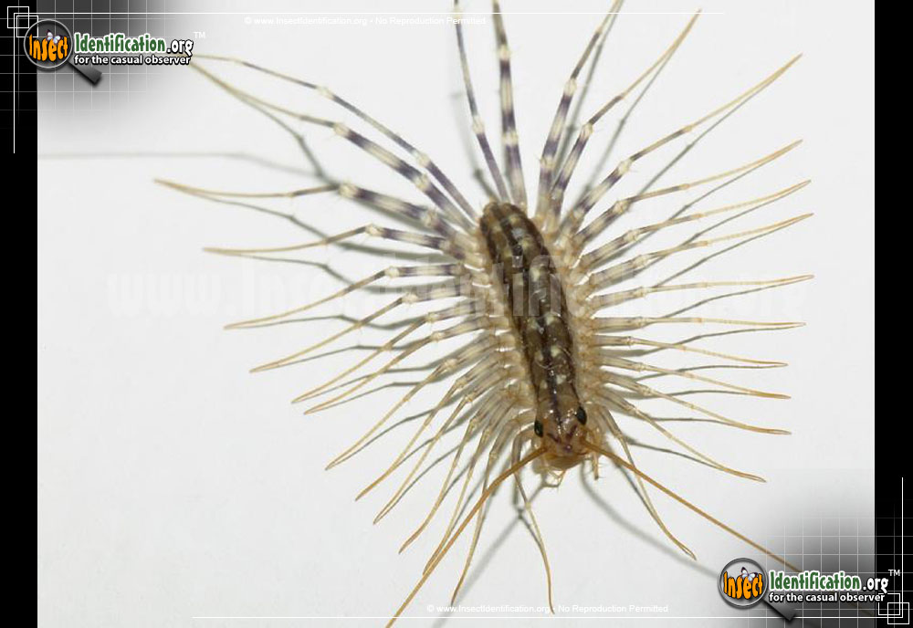 Full-sized image of the House-Centipede