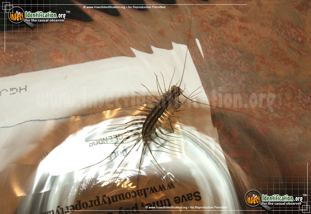 Full-sized image #14 of the House-Centipede