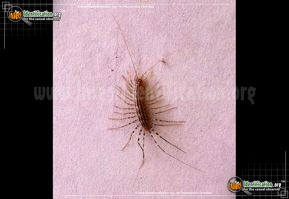 Full-sized image #9 of the House-Centipede