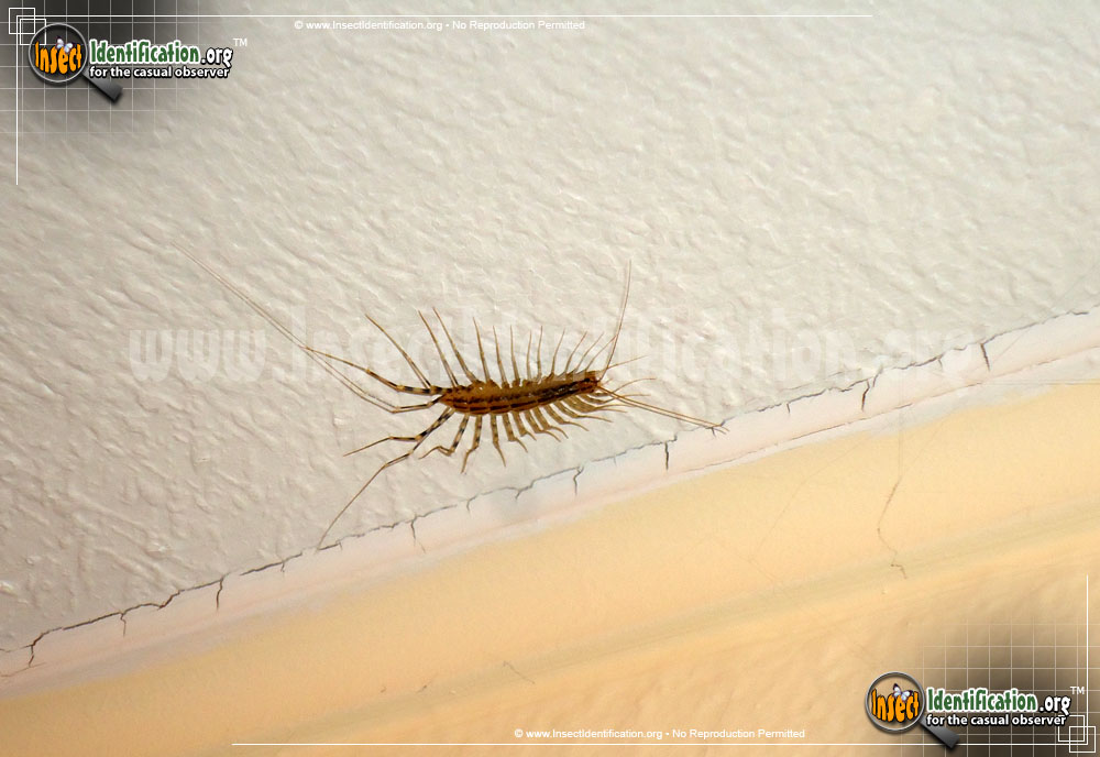 Full-sized image #7 of the House-Centipede