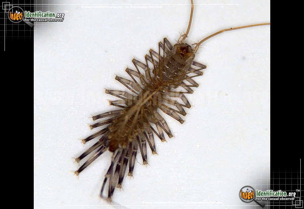 Full-sized image #11 of the House-Centipede