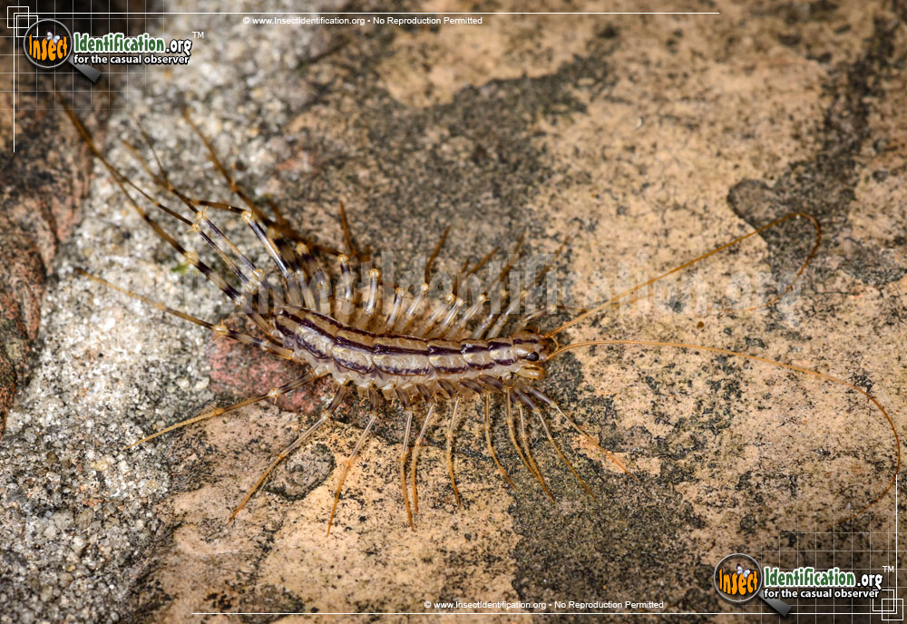 Full-sized image #6 of the House-Centipede