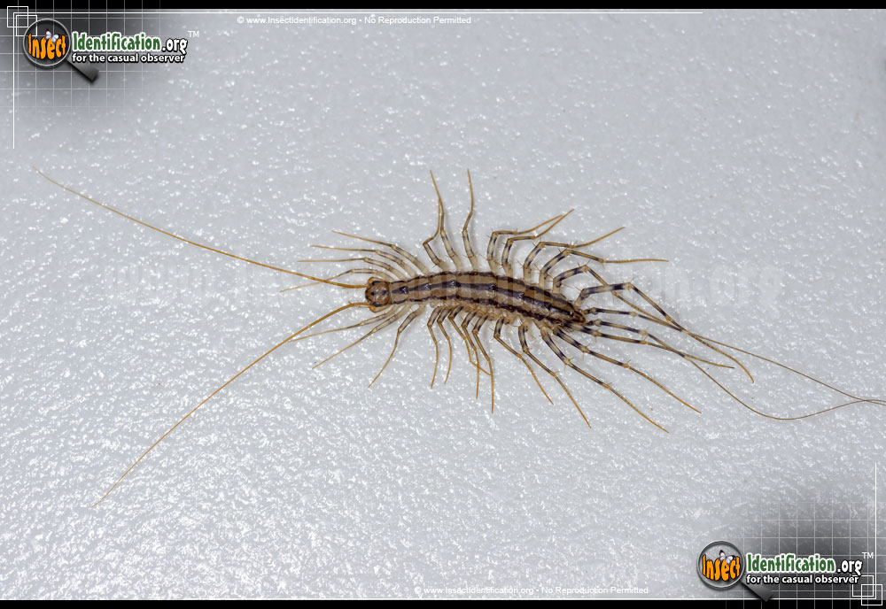 Full-sized image #4 of the House-Centipede