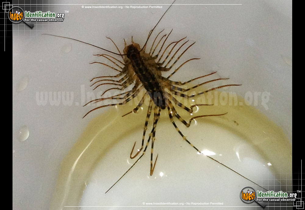 Full-sized image #8 of the House-Centipede