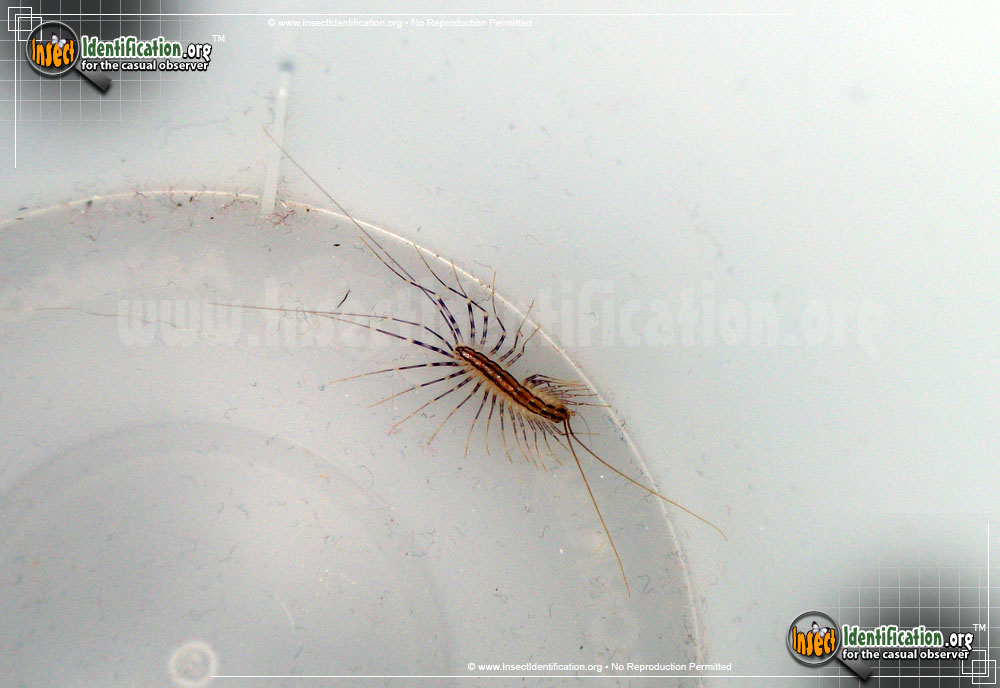 Full-sized image #10 of the House-Centipede