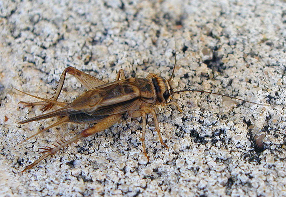 Full-sized image of the House-Cricket