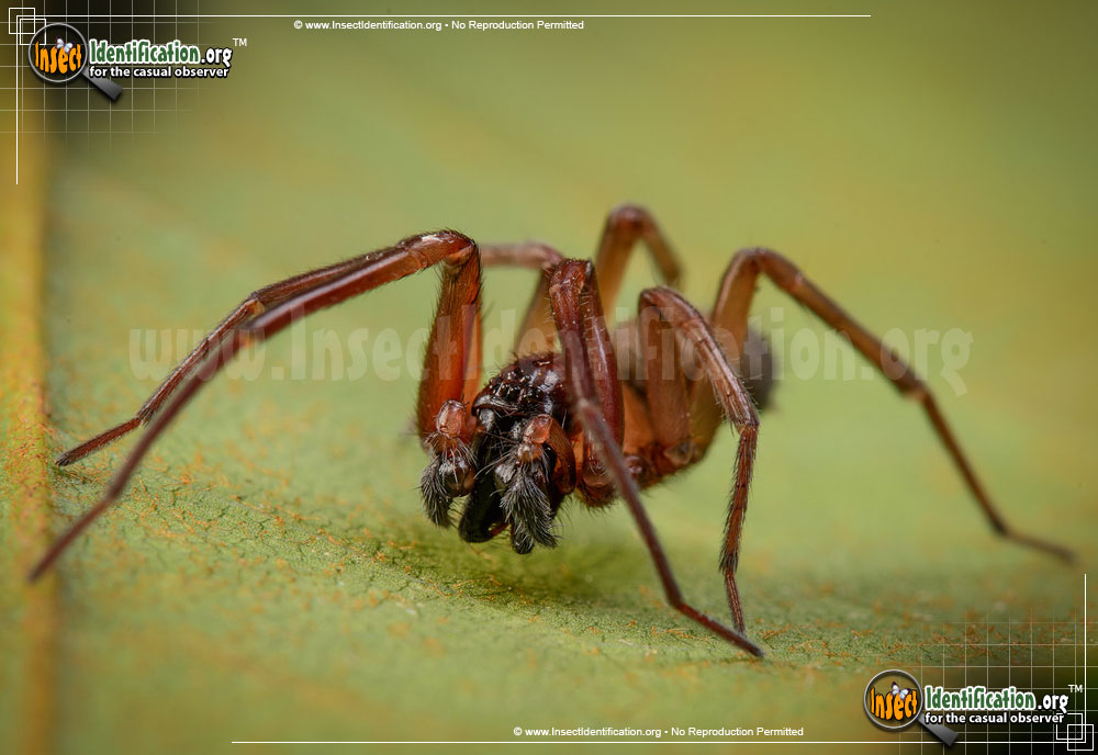 Full-sized image of the House-Spider