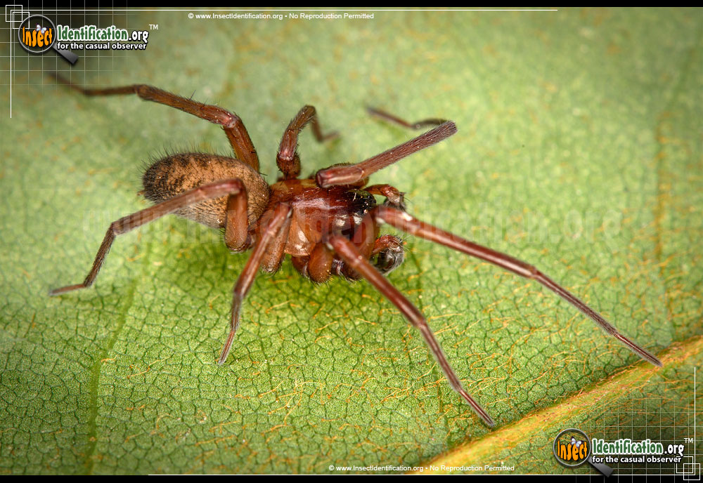 Full-sized image #3 of the House-Spider