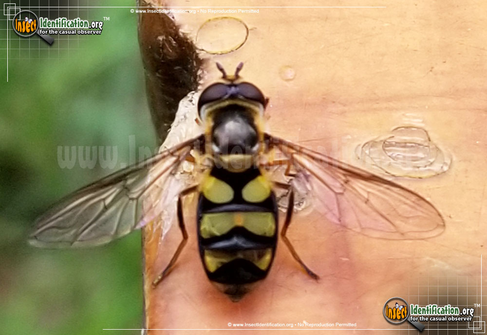 Full-sized image of the Hover-Fly-Didea-fuscipes