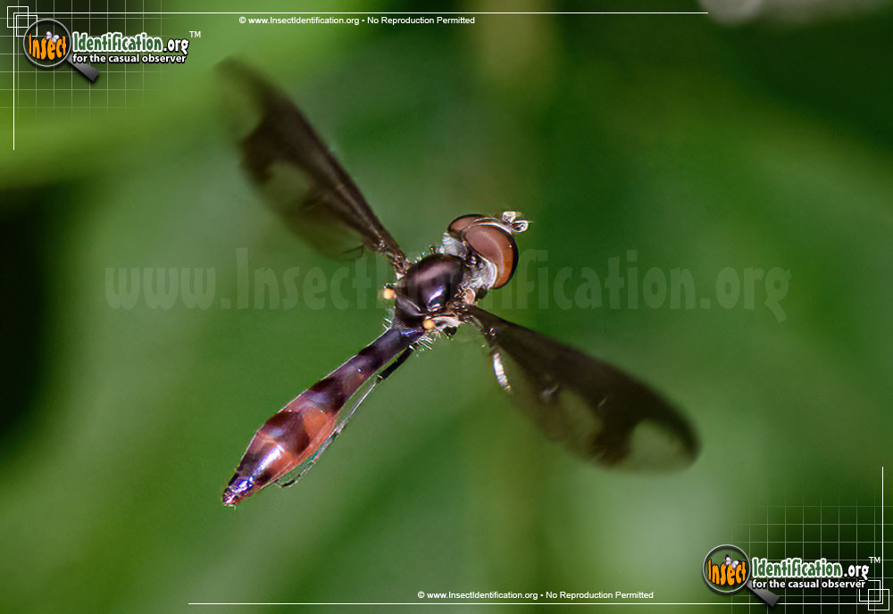 Full-sized image #2 of the Hover-Fly-Ocyptamus-fuscipennis