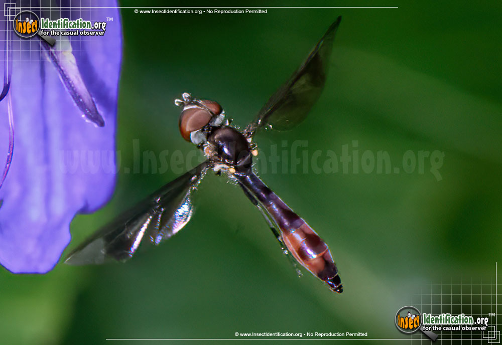 Full-sized image of the Hover-Fly-Ocyptamus-fuscipennis