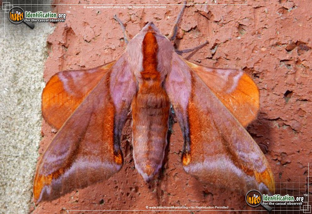Full-sized image of the Huckleberry-Sphinx-Moth