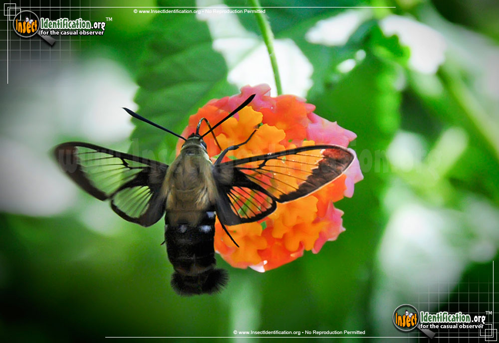 Full-sized image #6 of the Hummingbird-Moth