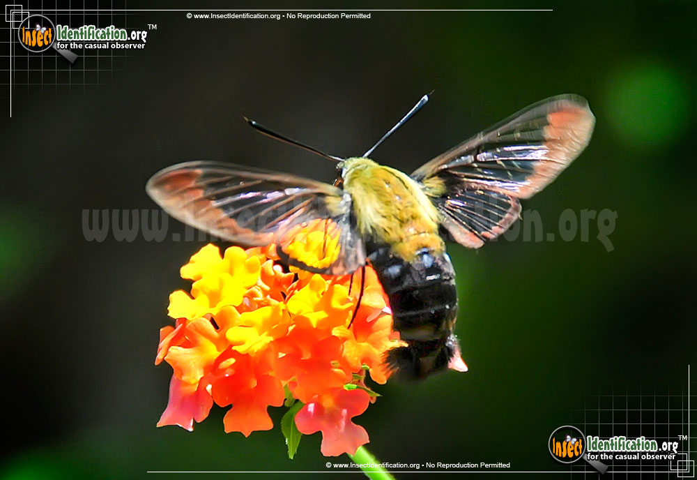Full-sized image #8 of the Hummingbird-Moth