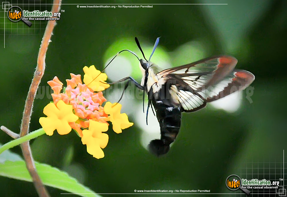Full-sized image #3 of the Hummingbird-Moth