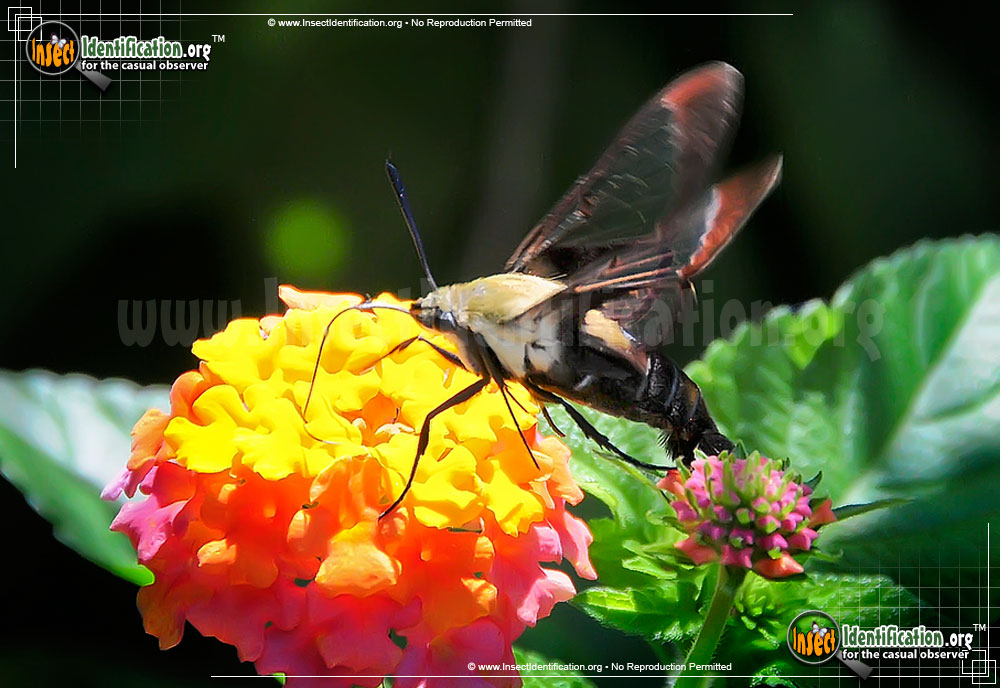 Full-sized image #12 of the Hummingbird-Moth