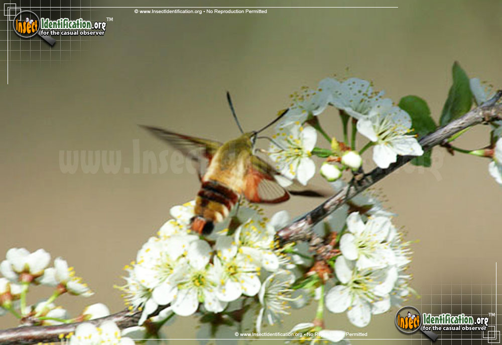Full-sized image #7 of the Hummingbird-Moth