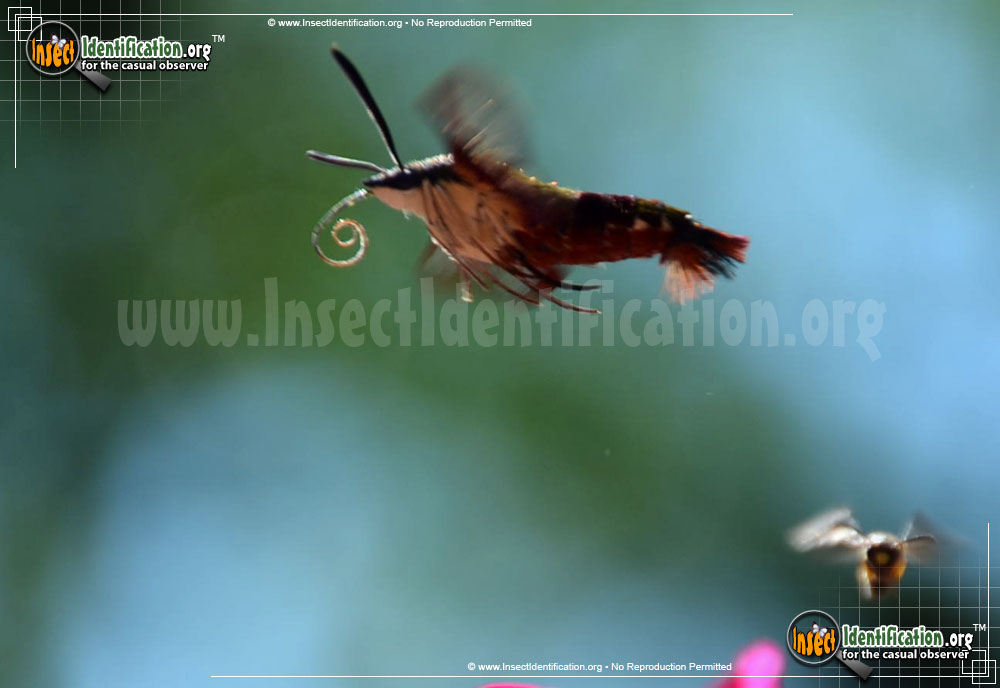Full-sized image #14 of the Hummingbird-Moth