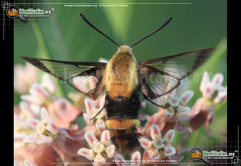 Full-sized image #5 of the Hummingbird-Moth