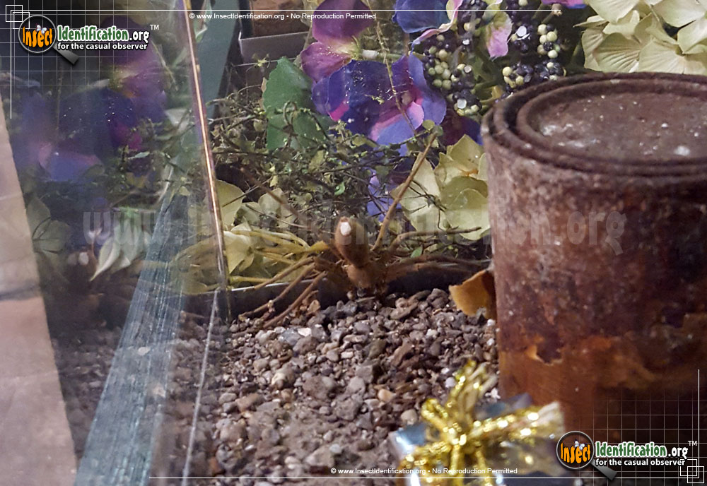 Full-sized image #2 of the Huntsman-Spider