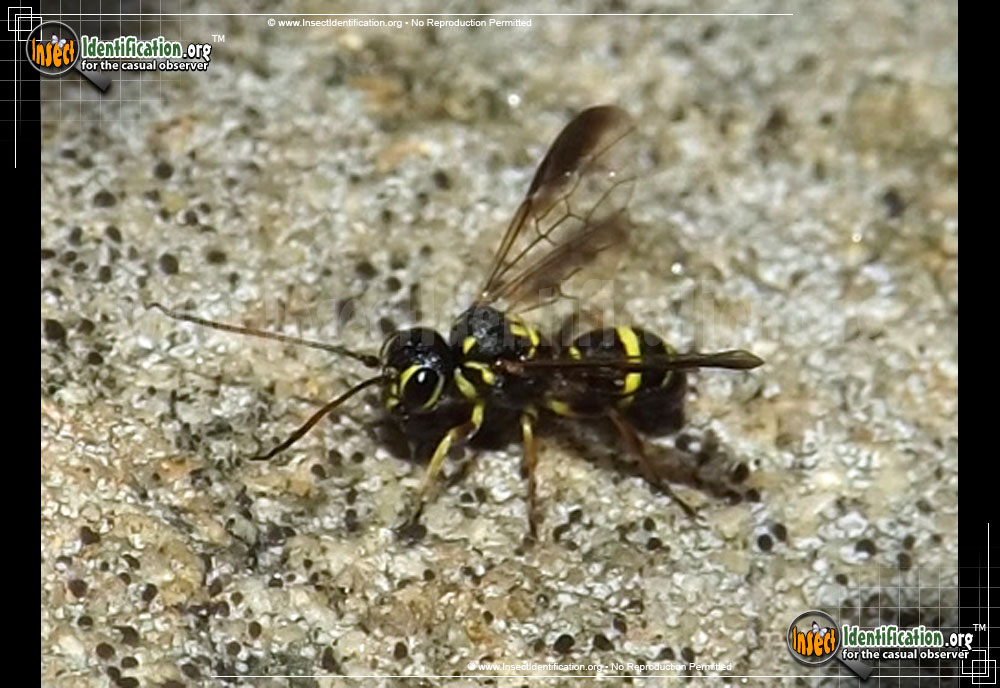 Full-sized image of the Hyperparasitic-Wasp