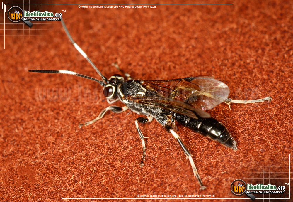 Full-sized image of the Ichneumon-Wasp-Coelichneumon