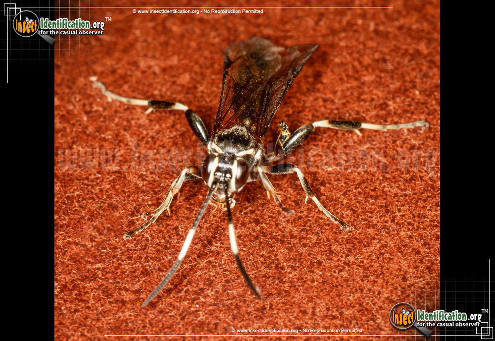Full-sized image #2 of the Ichneumon-Wasp-Coelichneumon