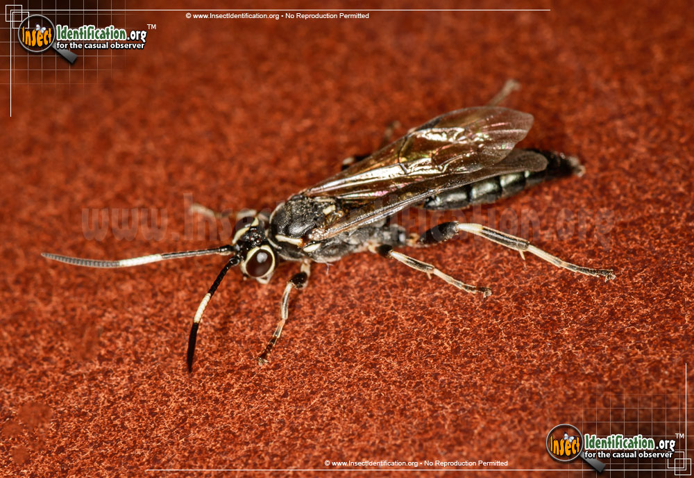 Full-sized image #3 of the Ichneumon-Wasp-Coelichneumon