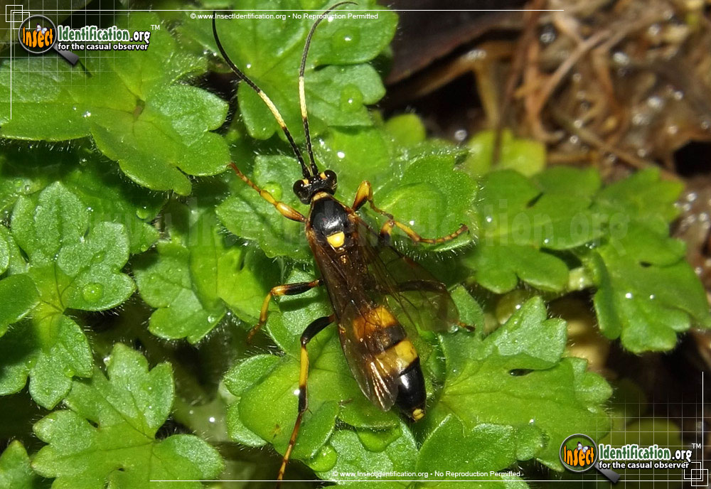 Full-sized image of the Ichneumon-Wasp-various