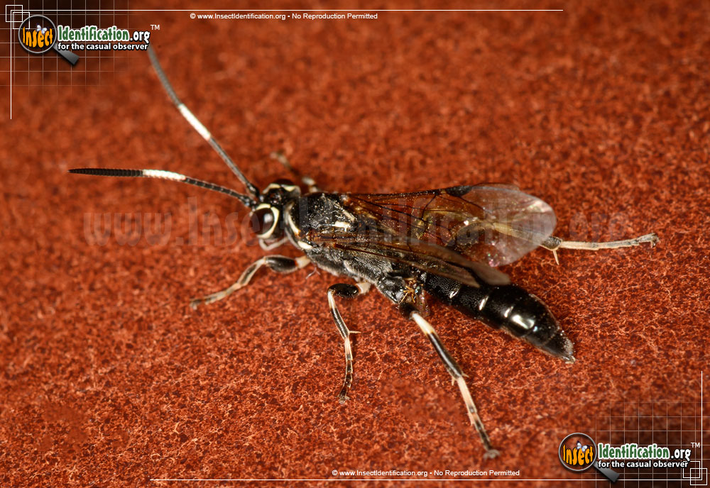 Full-sized image #2 of the Ichneumon-Wasp-various