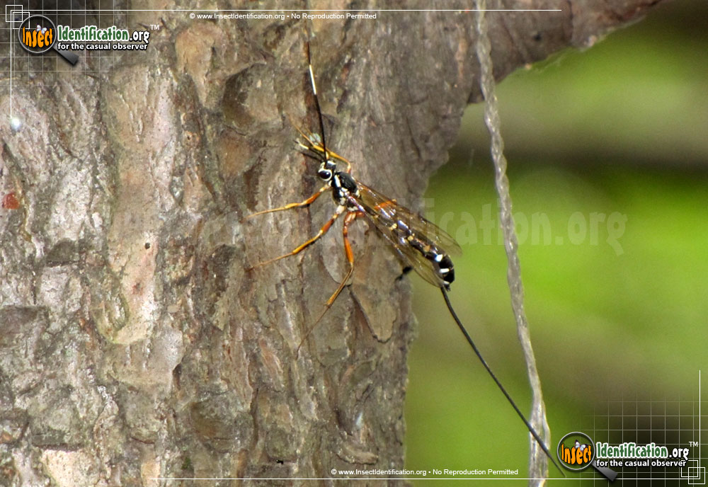Full-sized image #3 of the Ichneumon-Wasp-various