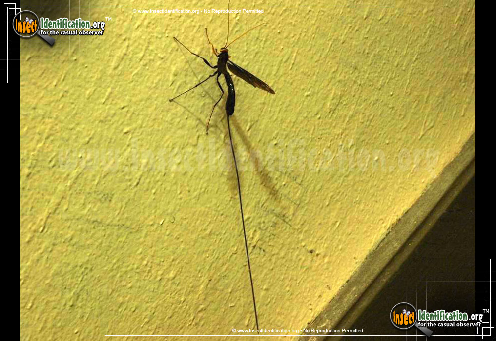 Full-sized image #5 of the Ichneumon-Wasp-various
