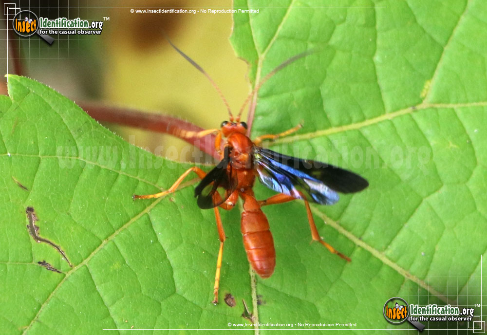 Full-sized image #6 of the Ichneumon-Wasp-various