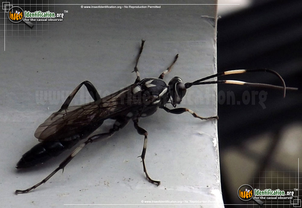 Full-sized image #7 of the Ichneumon-Wasp-various