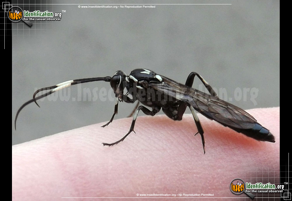 Full-sized image #2 of the Ichneumon-Wasp-Orgichneumon