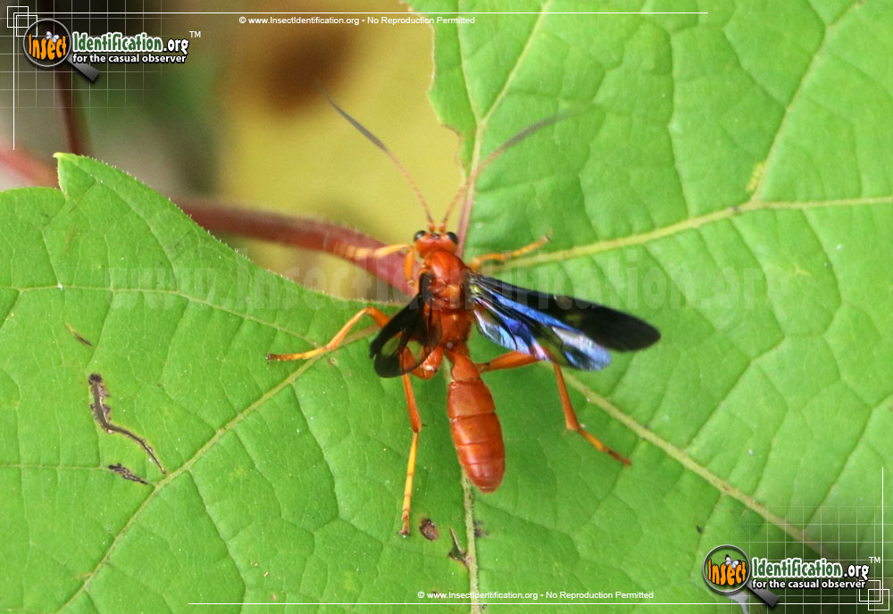 Full-sized image of the Ichneumon-Wasp-Trogus-pennator