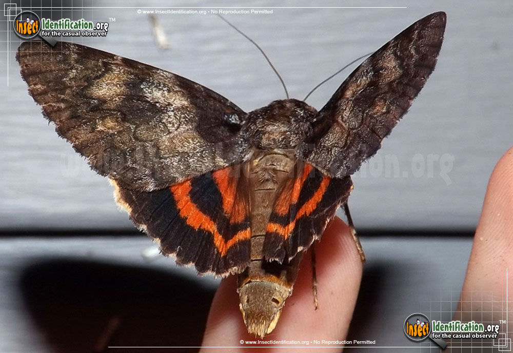Full-sized image of the Ilia-Underwing-Moth
