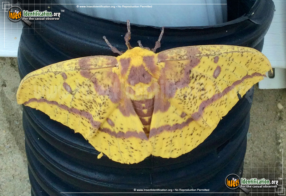 Full-sized image of the Imperial-Moth