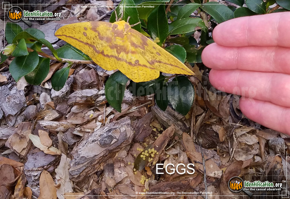 Full-sized image #14 of the Imperial-Moth