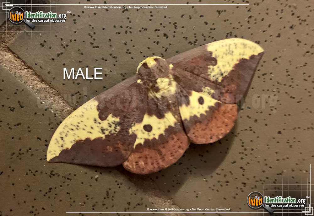 Full-sized image #15 of the Imperial-Moth