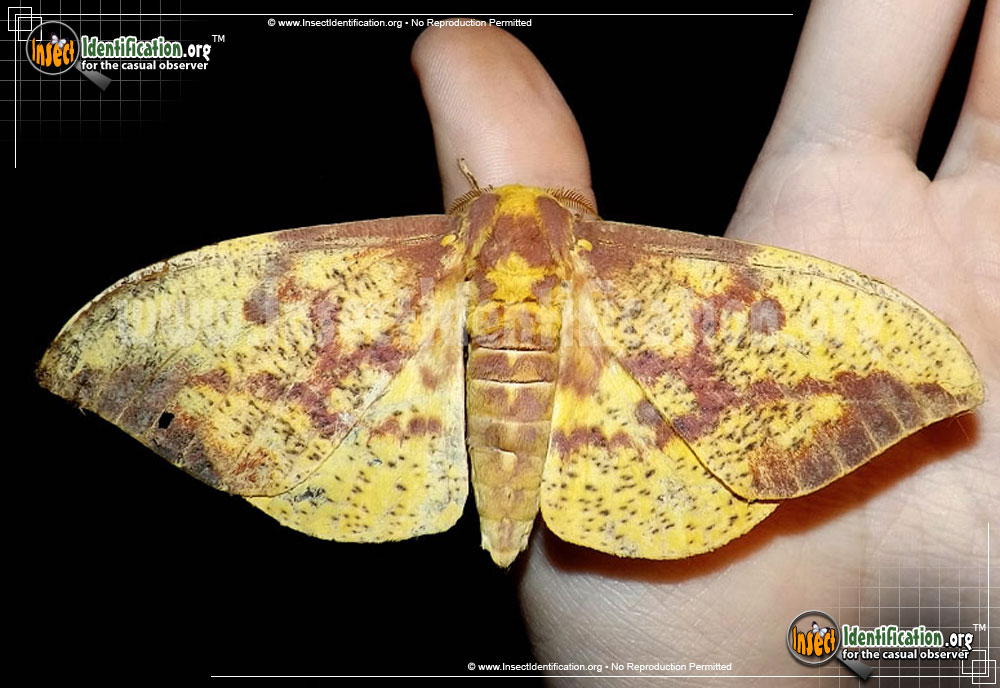 What Do Imperial Moths Eat 