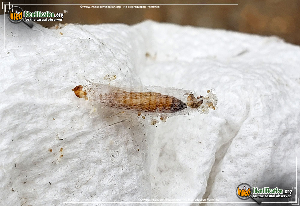 Full-sized image #2 of the Indianmeal-Moth